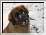 O�nie�ona, mordka, Leonbergera
